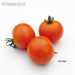 Tomatensorte Auriga