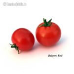 Tomatensorte Balconi Red