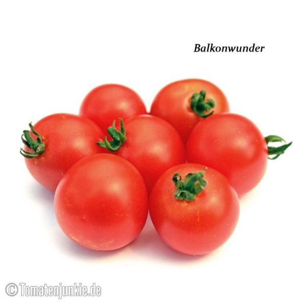 Tomatensorte Balkonwunder