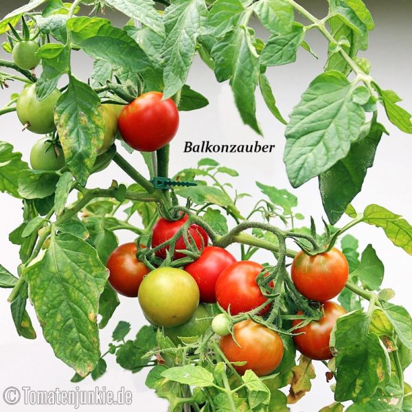 Tomatensorte Balkonzauber