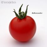 Tomatensorte Balkonzauber