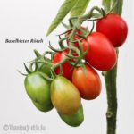 Tomatensorte Baselbieter Röteli