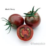 Tomatensorte Black Cherry