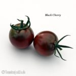 Tomatensorte Black Cherry