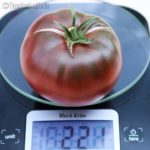 Welche Punkte es vor dem Kaufen die Black krim tomate zu beachten gilt