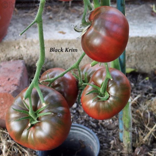 Alle Black krim tomate auf einen Blick
