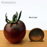 Tomatensorte Black Opal