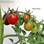 Tomatensorte Black Plum
