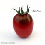 Tomatensorte Black Plum