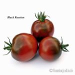Tomatensorte Black Russian