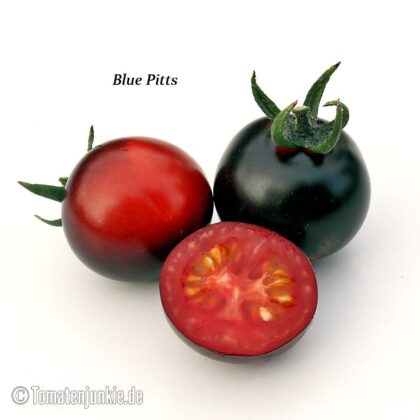 Tomatensorte Blue Pitts