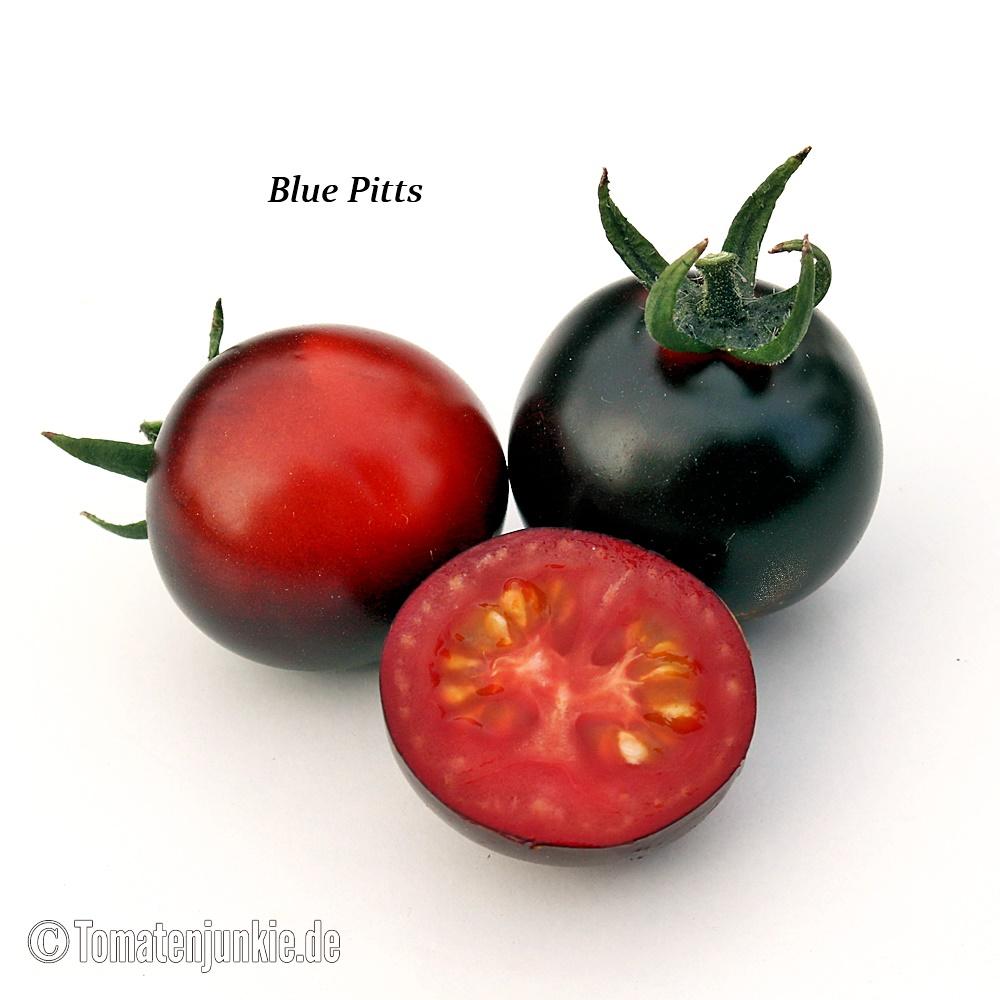 Tomatensorte Blue Pitts