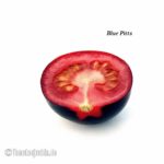 Tomatensorte Blue Pitts
