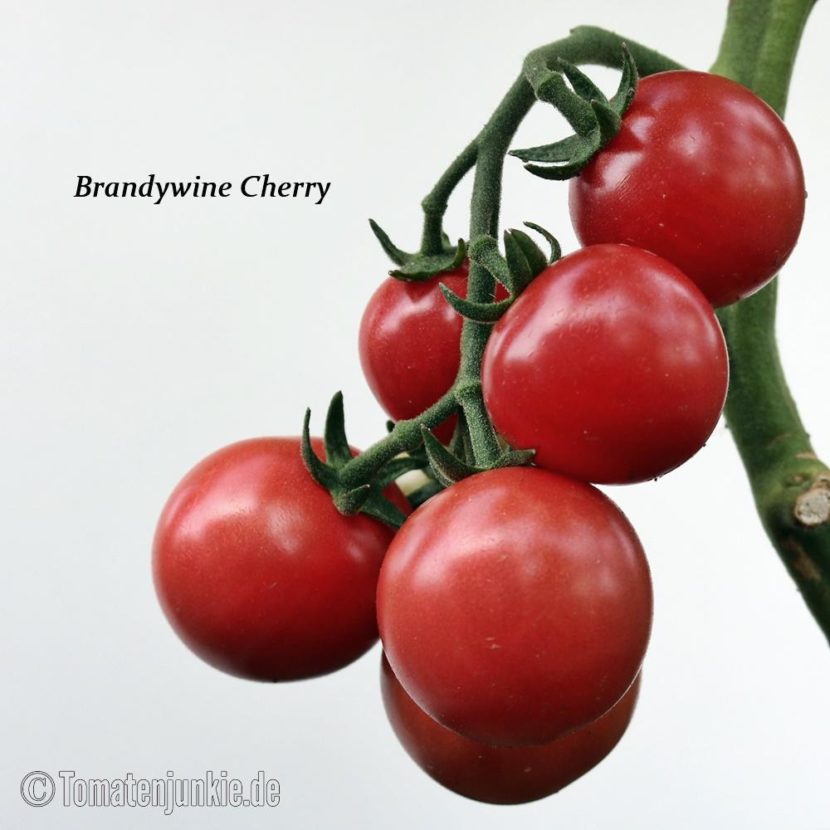 Tomatensorte Brandywine Cherry