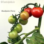 Tomatensorte Brandywine Cherry
