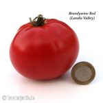 Tomatensorte Brandywine Red