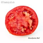 Tomatensorte Brandywine Red