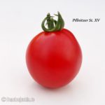Tomatensorte Pillnitzer Stamm XV