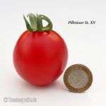 Tomatensorte Pillnitzer Stamm XV