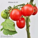 Tomatensorte Pillnitzer Stamm XV