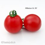 Tomatensorte Pillnitzer Stamm XV