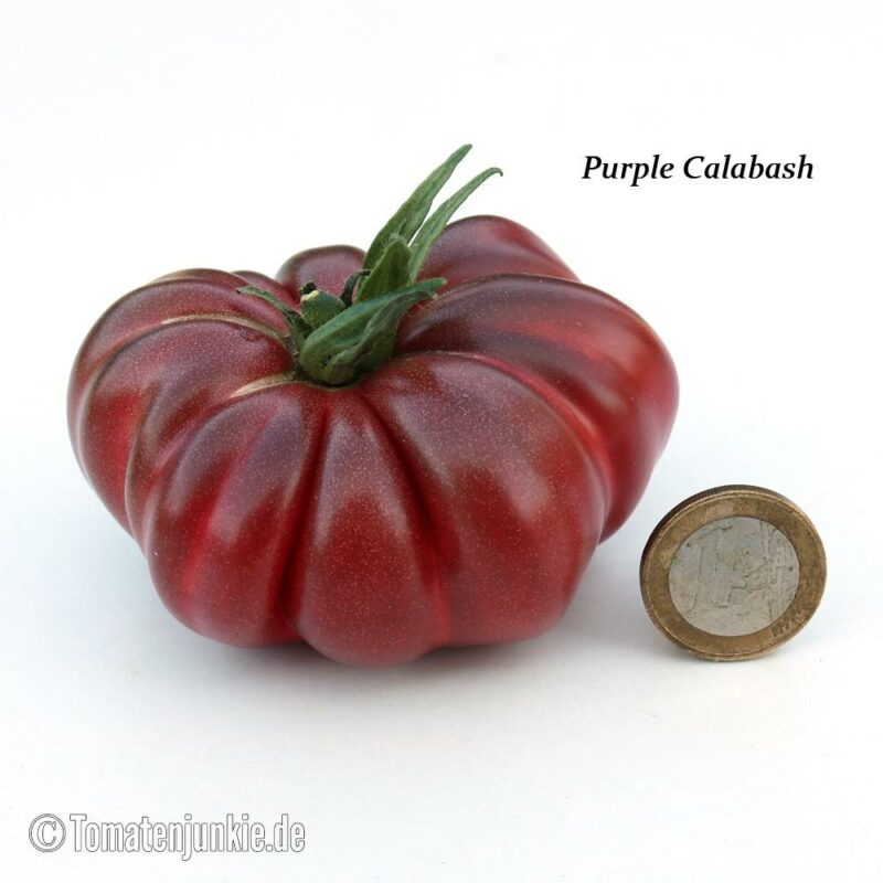 Tomatensorte Purple Calabash