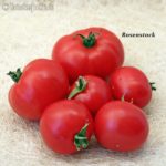 Tomatensorte Rosenstock