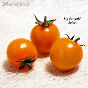 Tomatensorte Big Sungold Select