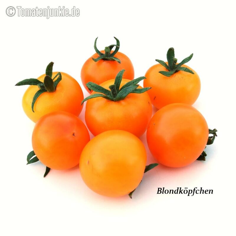 Tomatensorte Blondköpfchen