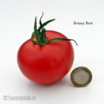 Tomatensorte Bonny Best