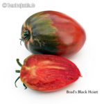 Tomatensorte Brad's Black Heart