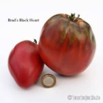 Tomatensorte Brad's Black Heart