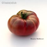 Tomatensorte Braune Maltitzer