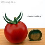 Tomatensorte Chadwick`s Cherry