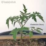 Tomatensorte Chadwick`s Cherry