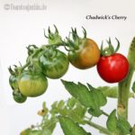Tomatensorte Chadwick`s Cherry