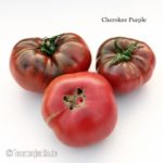 Tomatensorte Cherokee Purple