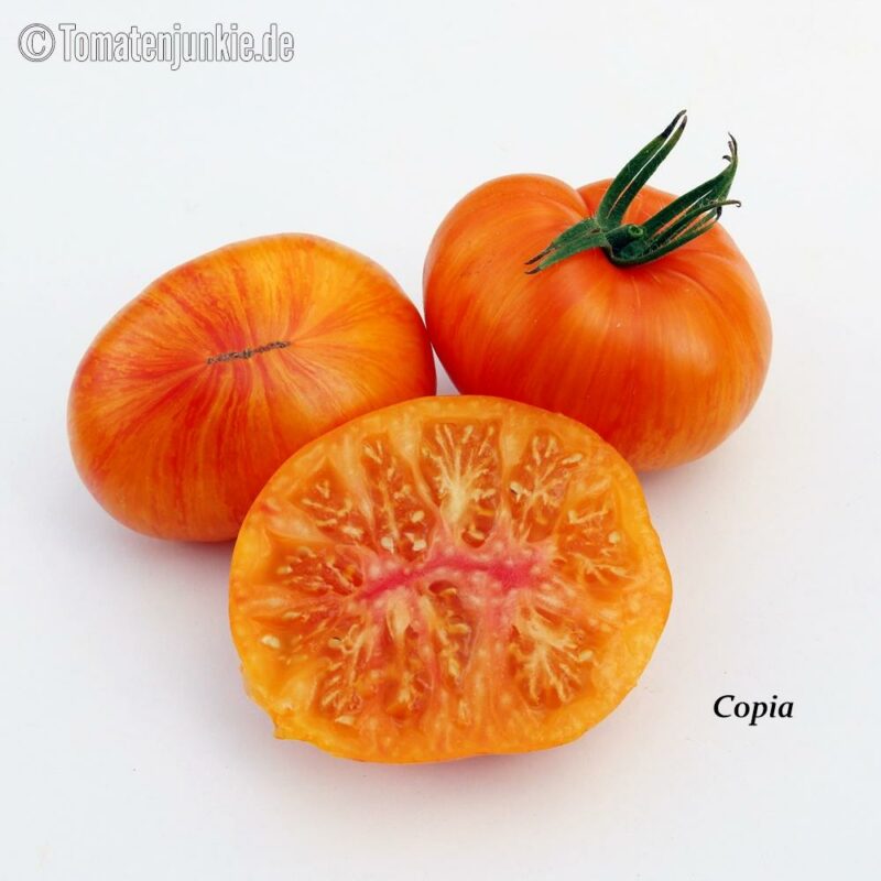 Tomatensorte Copia