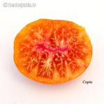 Tomatensorte Copia