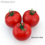 Tomatensorte Deutscher Fleiß