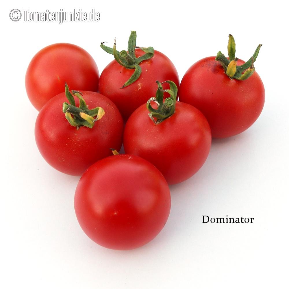 Tomate *DOMINATOR* 10 Samen *Alte Sorte aus der DDR *Frühe Reife & Ertragreich 