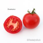 Tomatensorte Dominator