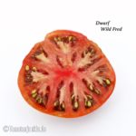 Tomatensorte Dwarf Wild Fred