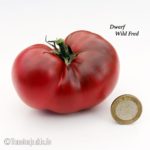 Tomatensorte Dwarf Wild Fred