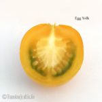 Tomatensorte Egg Yolk