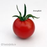 Tomatensorte Ernteglück
