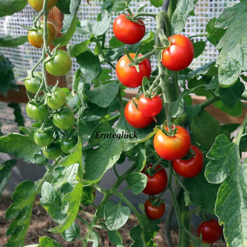 Tomatensorte Ernteglück