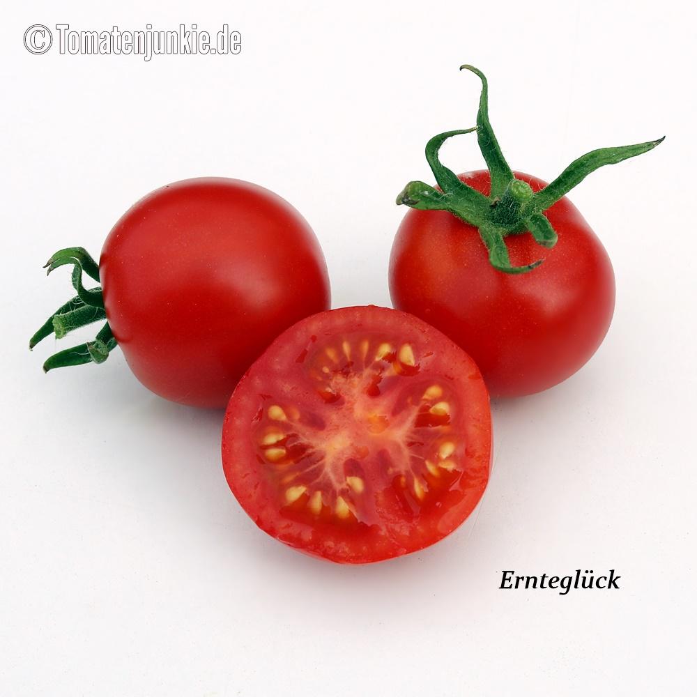 Tomatensorte Ernteglück