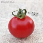 Quedlinburger précoces amour rouge stabtomate ancienne rda variété frühreifend