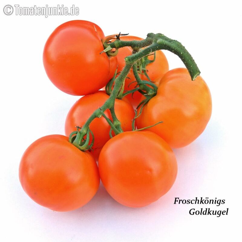 Tomatensorte Froschkönigs Goldkugel
